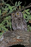 Western Screech-Owl